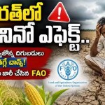 భారత్లో ఎల్ నినో ఎఫెక్ట్.. వరి, మొక్కజొన్న దిగుబడులు భారీగా తగ్గే చాన్స్! భారత్లో ఎల్ నినో ఎఫెక్ట్.. వరి, మొక్కజొన్న దిగుబడులు భారీగా తగ్గే చాన్స్!