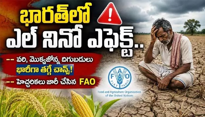 భారత్లో ఎల్ నినో ఎఫెక్ట్.. వరి, మొక్కజొన్న దిగుబడులు భారీగా తగ్గే చాన్స్! భారత్లో ఎల్ నినో ఎఫెక్ట్.. వరి, మొక్కజొన్న దిగుబడులు భారీగా తగ్గే చాన్స్!