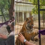 జూలో పులులను రెచ్చగొట్టిన సందర్శకులు! వైరల్ వీడియోపై విమర్శలు జూలో పులులను రెచ్చగొట్టిన సందర్శకులు! వైరల్ వీడియోపై విమర్శలు