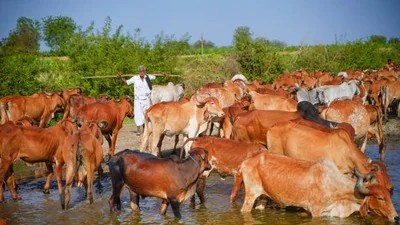 వేసవి తాపం: పశువుల సంరక్షణకు పశుసంవర్ధక శాఖ సూచనలు! రైతుల కోసం ప్రత్యేక మార్గదర్శకాలు! వేసవి తాపం: పశువుల సంరక్షణకు పశుసంవర్ధక శాఖ సూచనలు! రైతుల కోసం ప్రత్యేక మార్గదర్శకాలు!