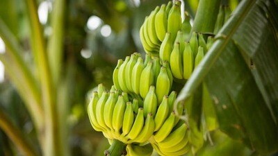 Banana Prices : అరటి ధరలు ఎందుకు పడిపోతున్నాయి? రైతన్నలు ఏం అంటున్నారు? Banana Prices : అరటి ధరలు ఎందుకు పడిపోతున్నాయి? రైతన్నలు ఏం అంటున్నారు?