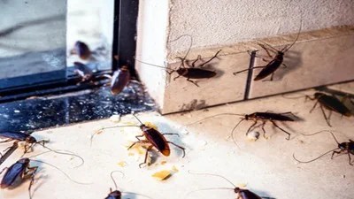 మీ వంటగది బొద్దింకల సామ్రాజ్యమా? ఈ ఒక్క స్ప్రేతో శాశ్వత పరిష్కారం! మీ వంటగది బొద్దింకల సామ్రాజ్యమా? ఈ ఒక్క స్ప్రేతో శాశ్వత పరిష్కారం!