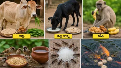 జీవ కారుణ్యం: జంతువులకు ఆహారం అందించడం వల్ల గ్రహదోష నివారణ, అదృష్ట ప్రాప్తి జీవ కారుణ్యం: జంతువులకు ఆహారం అందించడం వల్ల గ్రహదోష నివారణ, అదృష్ట ప్రాప్తి