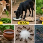 జీవ కారుణ్యం: జంతువులకు ఆహారం అందించడం వల్ల గ్రహదోష నివారణ, అదృష్ట ప్రాప్తి జీవ కారుణ్యం: జంతువులకు ఆహారం అందించడం వల్ల గ్రహదోష నివారణ, అదృష్ట ప్రాప్తి