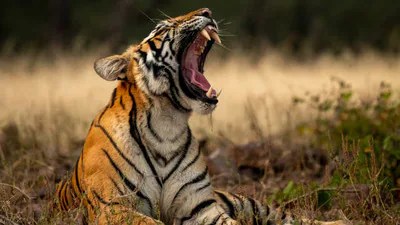పోలవరం అడవుల్లో పులి బీభత్సం: హనుమాన్ టీమ్ రంగంలోకి, ఉత్కంఠగా వేట! పోలవరం అడవుల్లో పులి బీభత్సం: హనుమాన్ టీమ్ రంగంలోకి, ఉత్కంఠగా వేట!