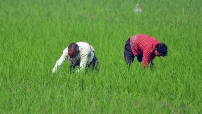 రైతే రాజా? నిజంగా రైతుల పాలన ఉందా? వాస్తవాలు ఇవీ! రైతే రాజా? నిజంగా రైతుల పాలన ఉందా? వాస్తవాలు ఇవీ!