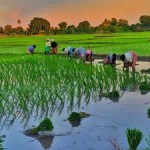 తెలంగాణ ఖరీఫ్ సాగుకు భారీ షాక్! జూలై 15 నుండి ప్రత్యామ్నాయ ప్రణాళికలు తప్పవా? తెలంగాణ ఖరీఫ్ సాగుకు భారీ షాక్! జూలై 15 నుండి ప్రత్యామ్నాయ ప్రణాళికలు తప్పవా?