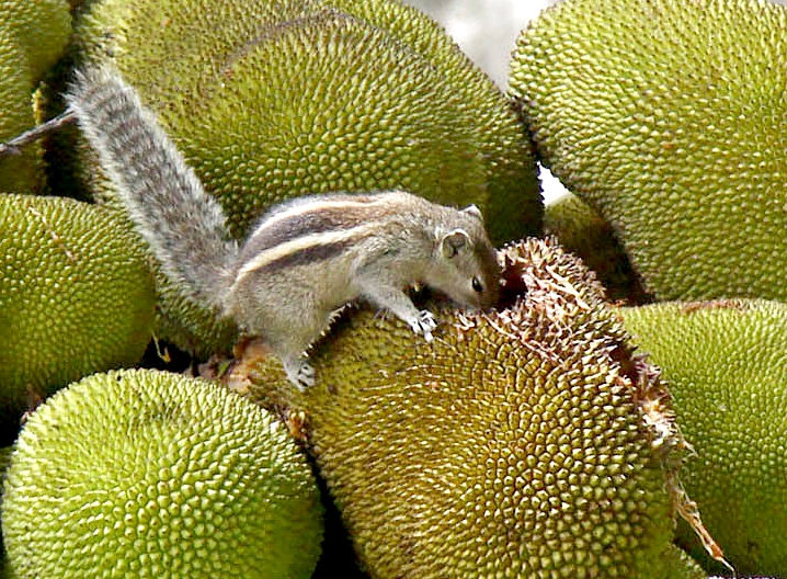 Kerala jackfruit medicinal value promotion campaign Kerala jackfruit medicinal value promotion campaign