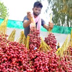 PM SVANidhi scheme helping street vendors with loans PM SVANidhi scheme helping street vendors with loans