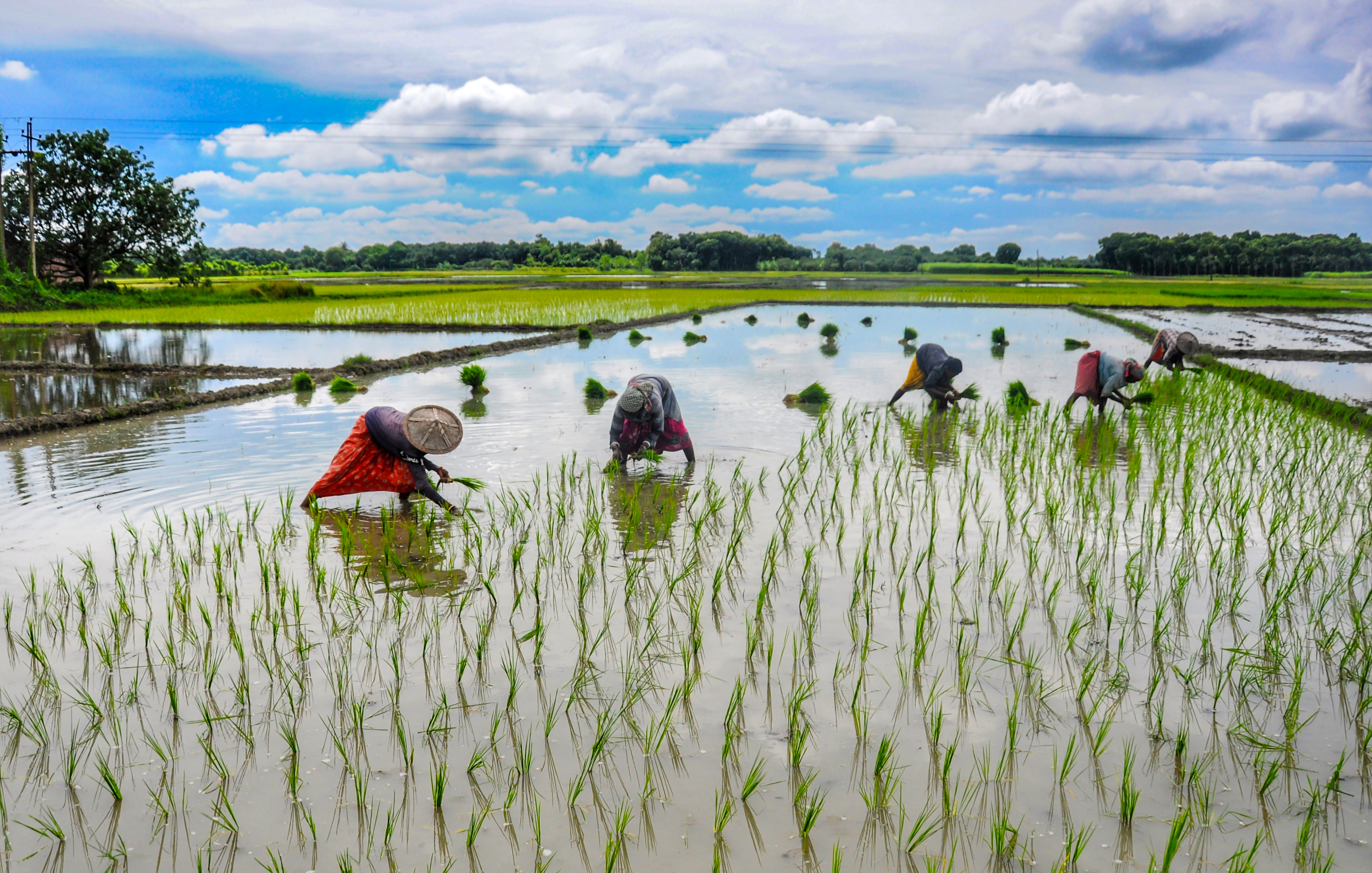 El Nino likely to add to existing inflationary pressures on agriculture El Nino likely to add to existing inflationary pressures on agriculture