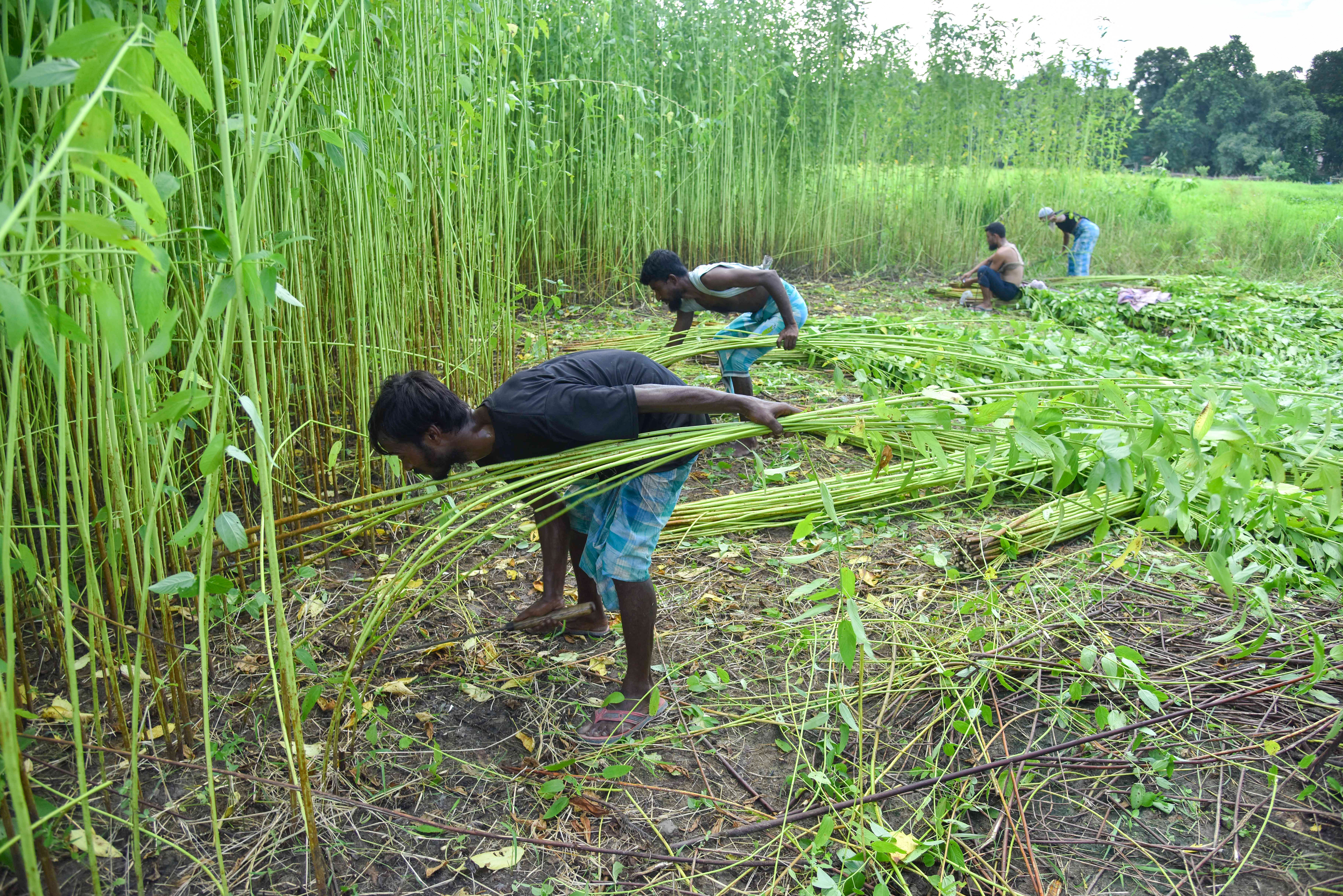 Plant-based fibre sector and rural income from sustainable natural fibres Plant-based fibre sector and rural income from sustainable natural fibres
