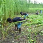 Plant-based fibre sector and rural income from sustainable natural fibres Plant-based fibre sector and rural income from sustainable natural fibres