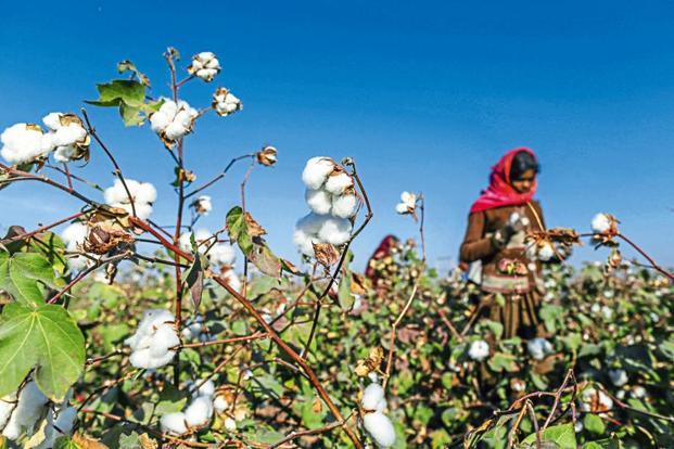 Cabinet approves MSP funding for cotton farmers to ensure price stability Cabinet approves MSP funding for cotton farmers to ensure price stability