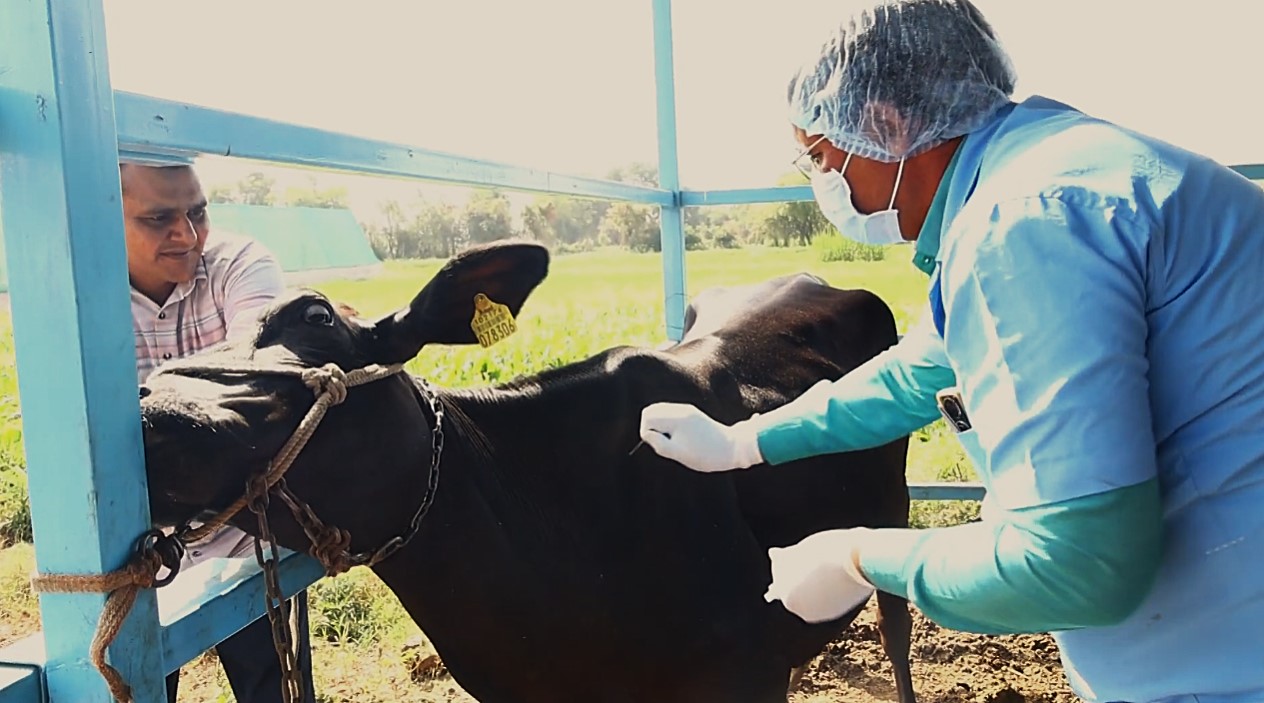 Veterinarian vaccinating cattle against foot and mouth disease in Gujarat Veterinarian vaccinating cattle against foot and mouth disease in Gujarat