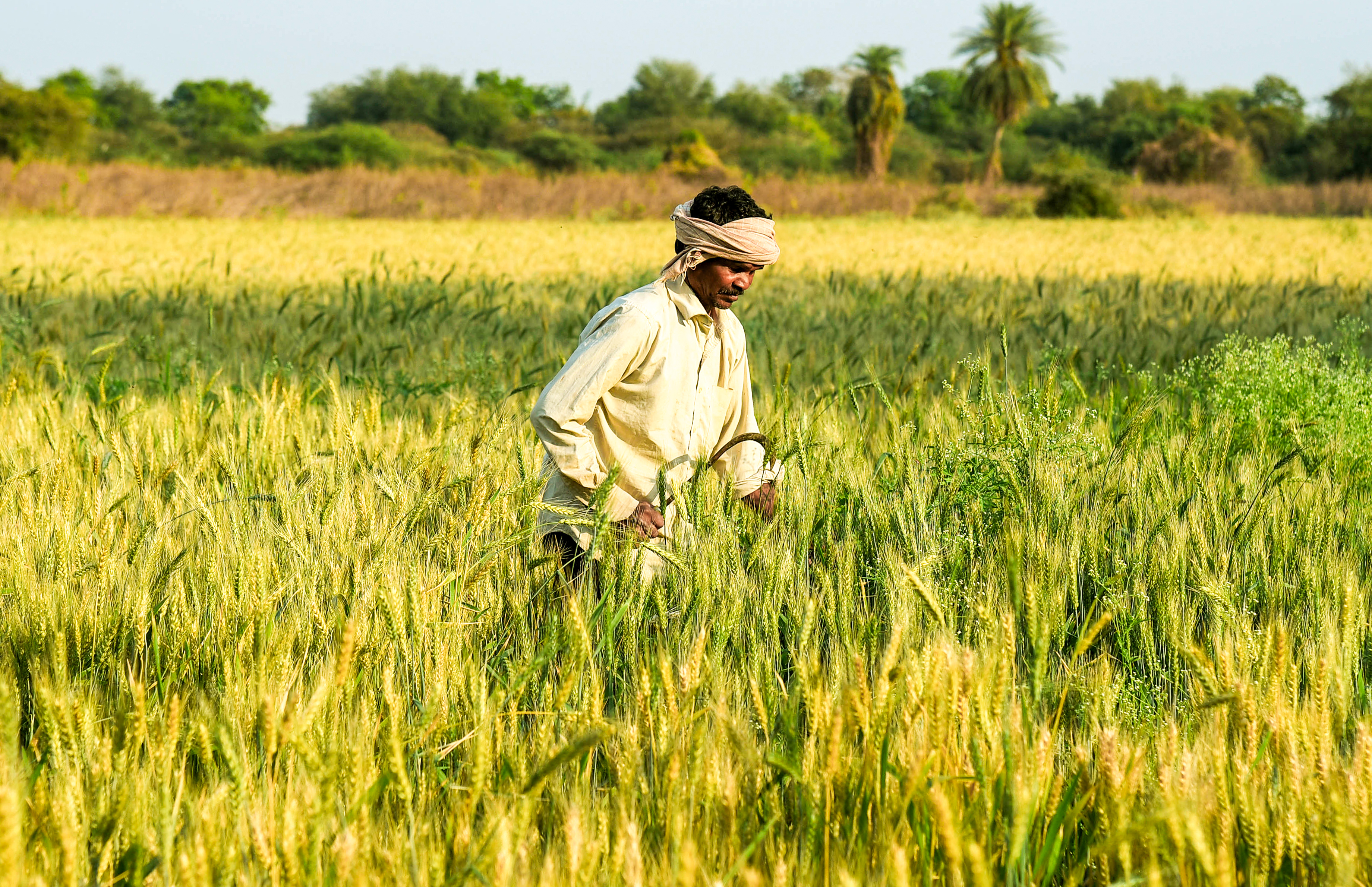 Natural farming fields in Andhra Pradesh showing healthy crops Natural farming fields in Andhra Pradesh showing healthy crops