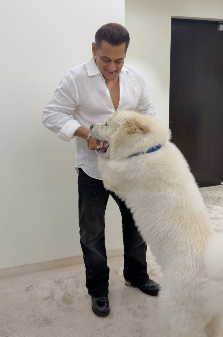 Salman Khan playing with his white Samoyed pet dog Salman Khan playing with his white Samoyed pet dog