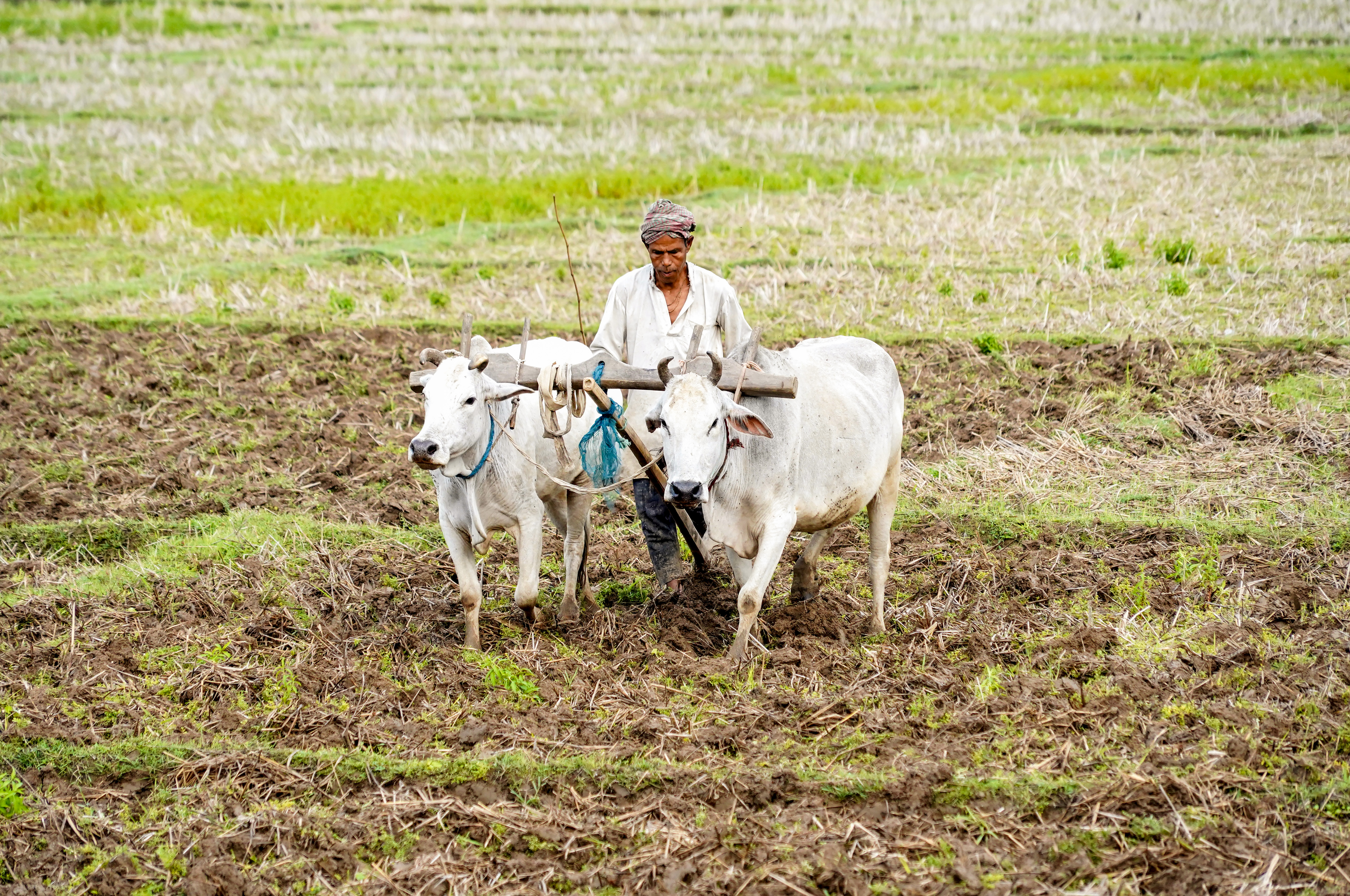 Agricultural transformation in India with food processing and storage facilities Agricultural transformation in India with food processing and storage facilities