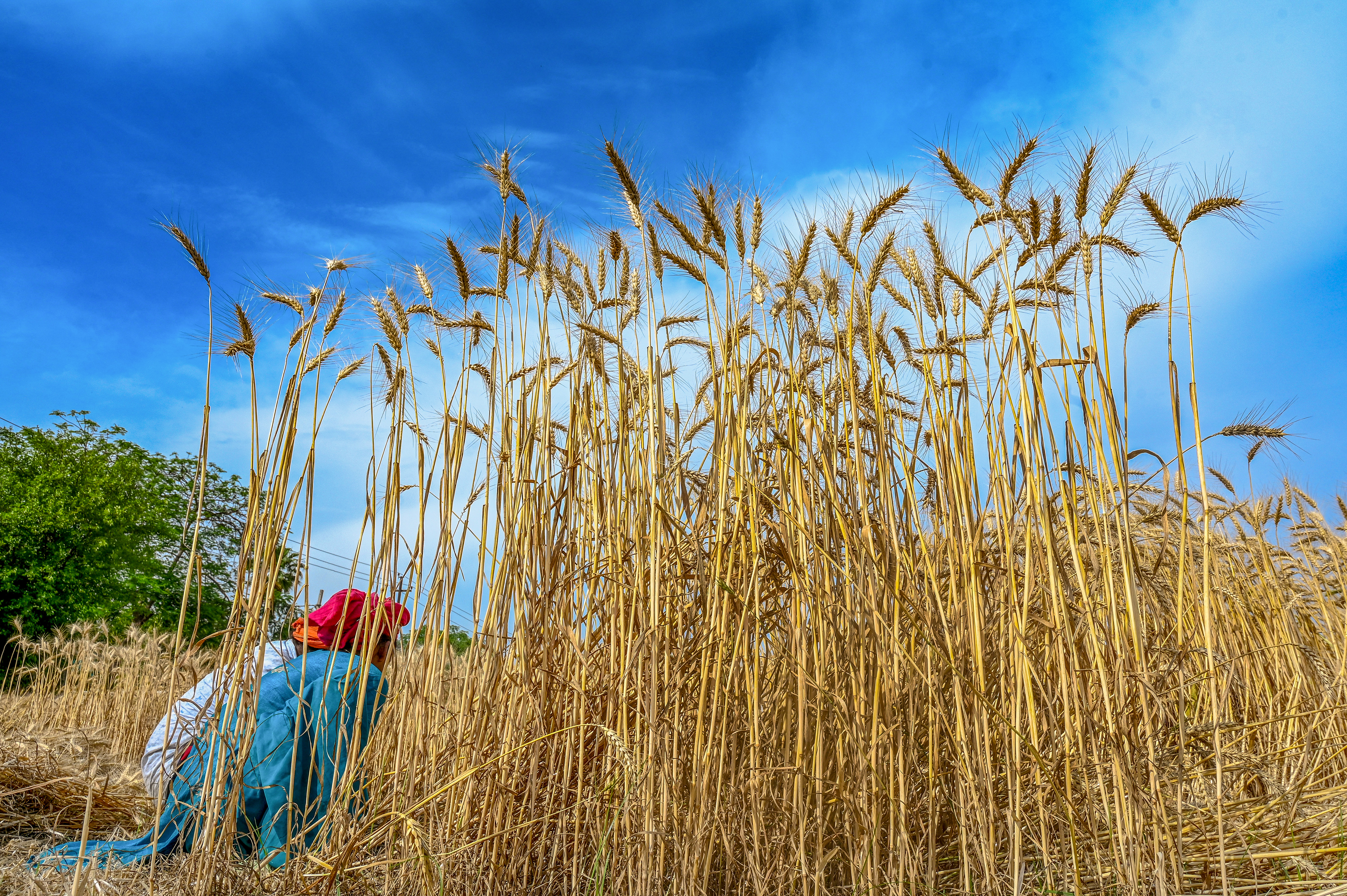 Global food prices and supply chain impact from West Asia crisis Global food prices and supply chain impact from West Asia crisis