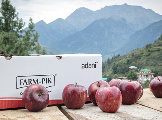Cherry procurement in Himachal by Adani Agri Fresh Cherry procurement in Himachal by Adani Agri Fresh