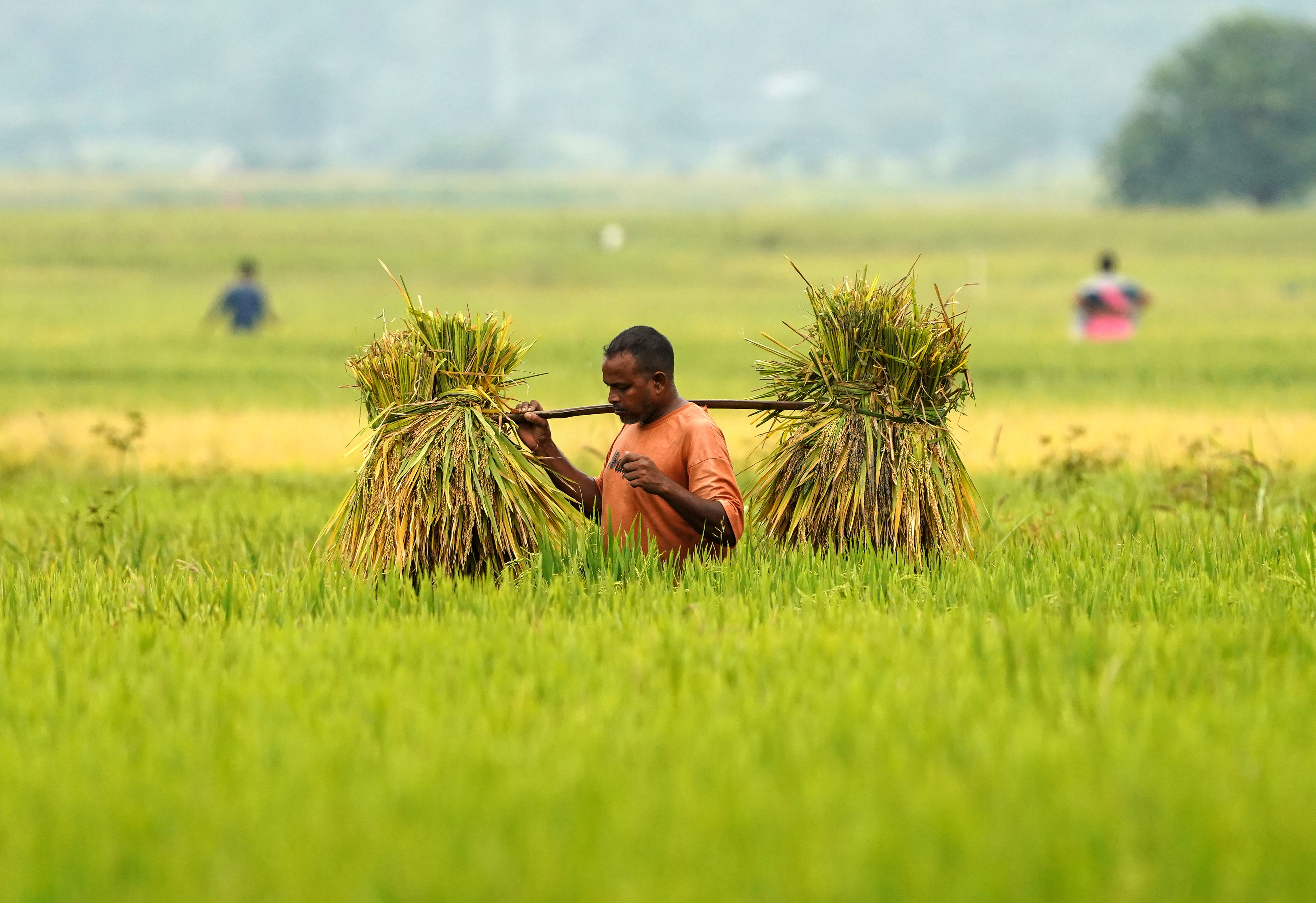 India agriculture GVA showing growth in crop production and farmer income India agriculture GVA showing growth in crop production and farmer income
