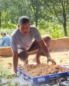 Muga sericulture Assam golden silk production Muga sericulture Assam golden silk production