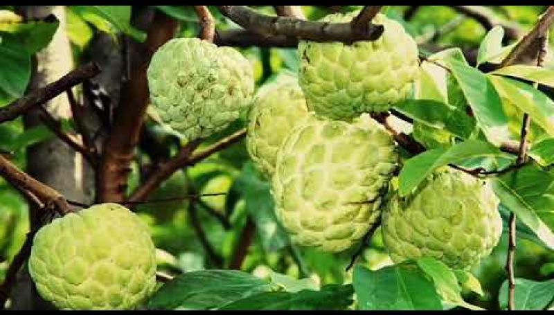 Jumbo custard apple from Seoni with GI tag Jumbo custard apple from Seoni with GI tag