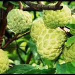 Jumbo custard apple from Seoni with GI tag Jumbo custard apple from Seoni with GI tag
