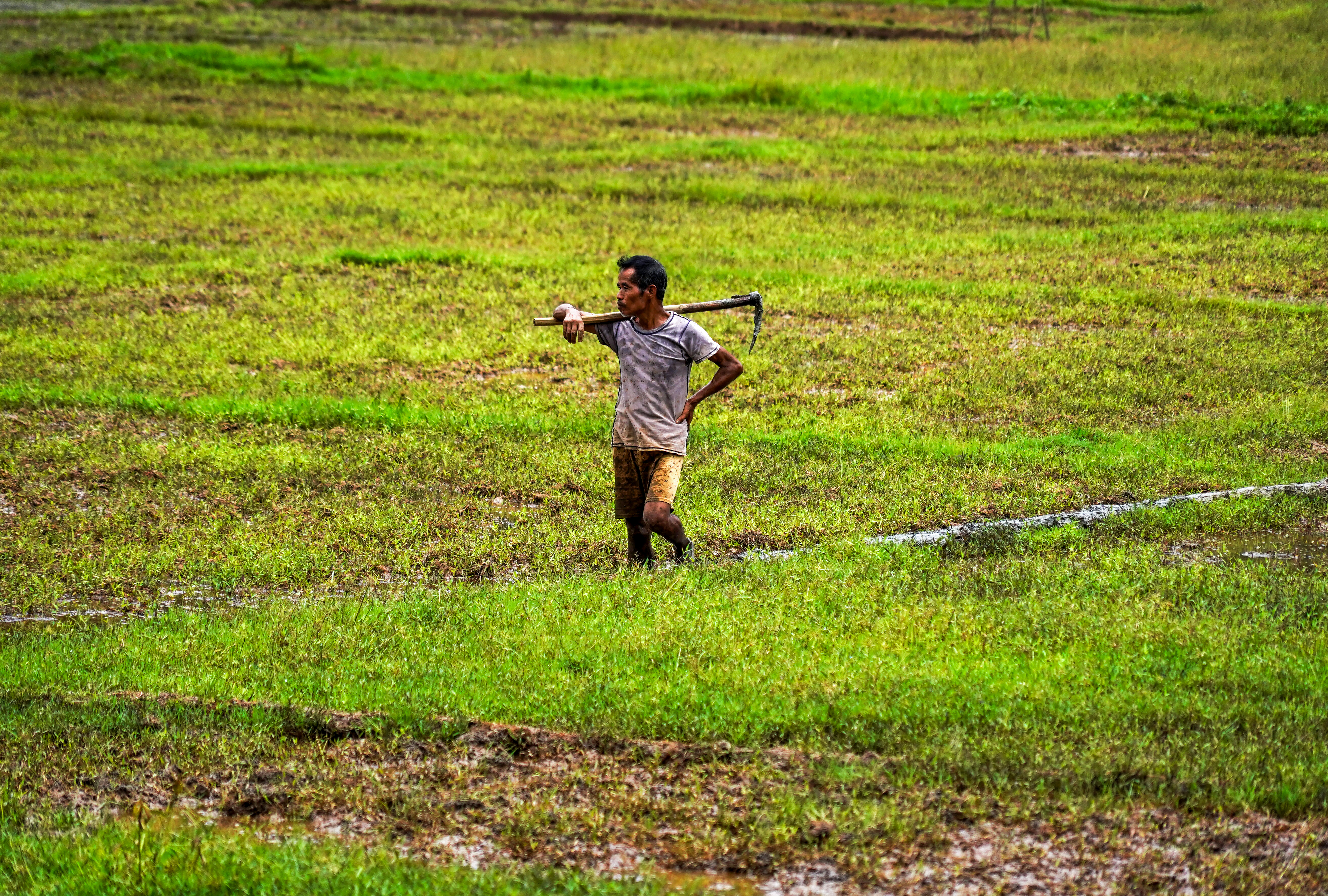 Monsoon shocks impact on India's economy and agriculture Monsoon shocks impact on India's economy and agriculture