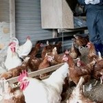 India poultry sector revenue growth chart and hen farm India poultry sector revenue growth chart and hen farm