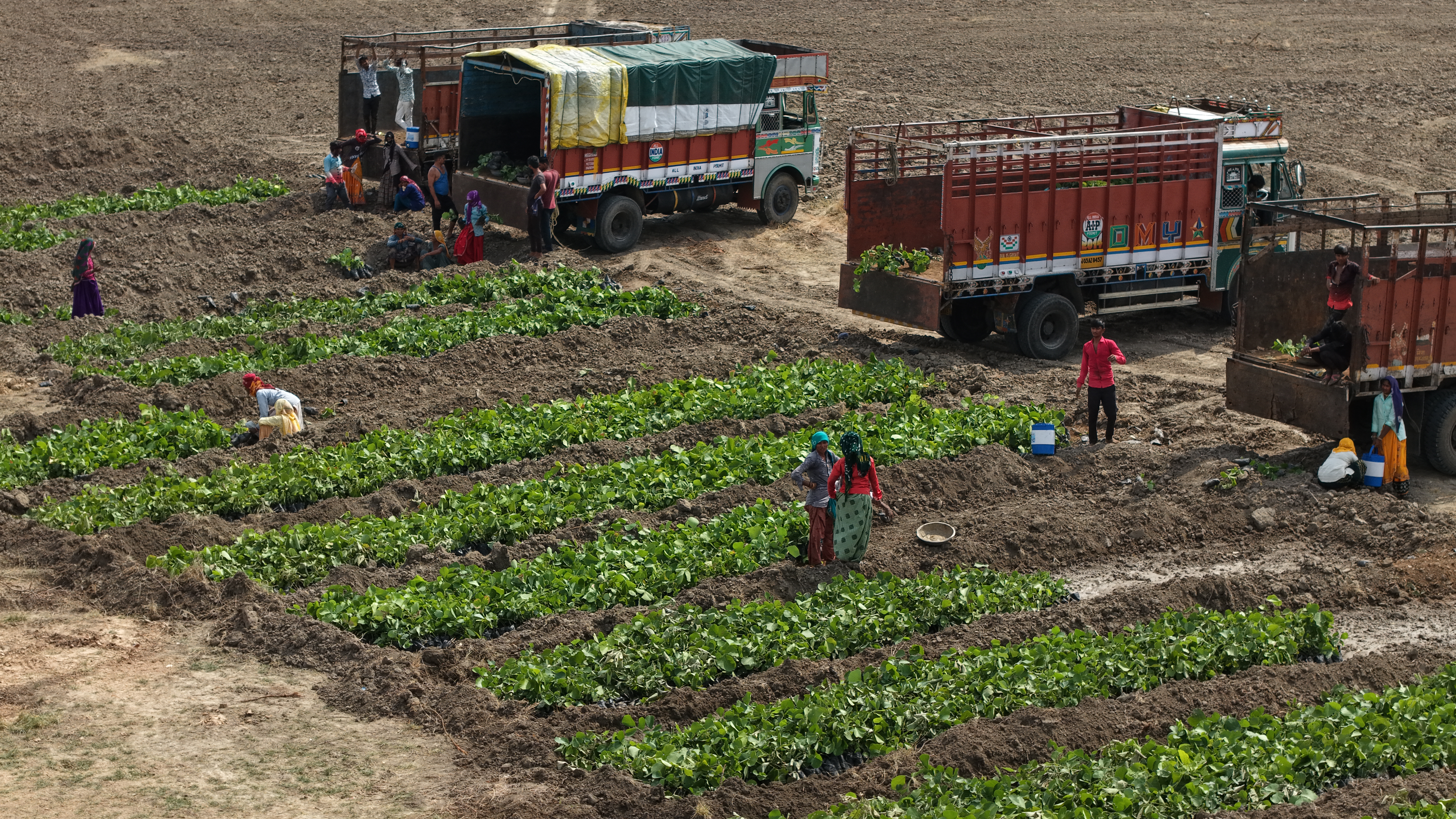 Van Kavach forest model plantation site in Gujarat with dense greenery Van Kavach forest model plantation site in Gujarat with dense greenery