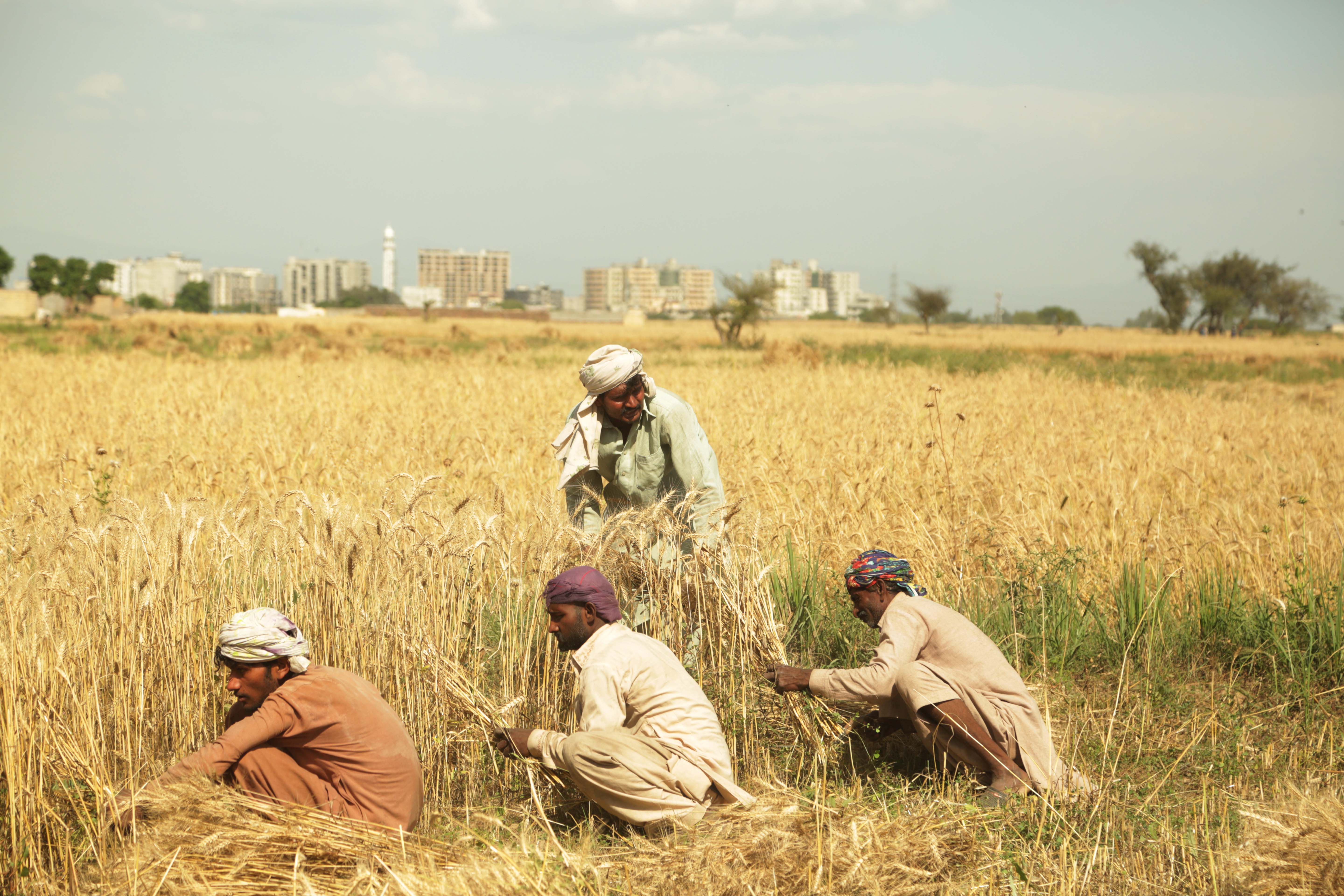 Pakistani farmers protesting for wheat minimum support price and against corporate farming Pakistani farmers protesting for wheat minimum support price and against corporate farming