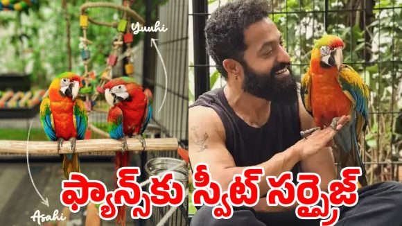 తారక్ పక్షుల పేర్లలో దాగున్న జపాన్ రహస్యం! ఎన్టీఆర్ స్టైల్ అదుర్స్! తారక్ పక్షుల పేర్లలో దాగున్న జపాన్ రహస్యం! ఎన్టీఆర్ స్టైల్ అదుర్స్!
