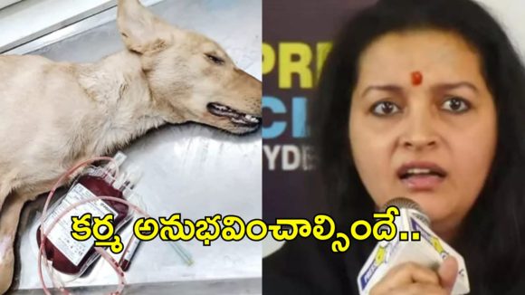 వీధి కుక్కల రక్తం అమ్మకం: రేణు దేశాయ్ తీవ్ర హెచ్చరిక - కర్మ వదలదు! వీధి కుక్కల రక్తం అమ్మకం: రేణు దేశాయ్ తీవ్ర హెచ్చరిక - కర్మ వదలదు!
