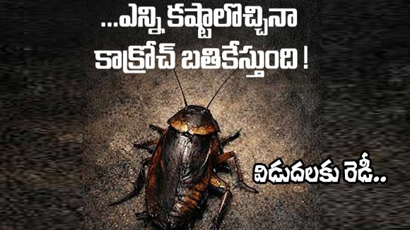షాకింగ్: బొద్దింకతో సినిమా తీసిన దర్శకుడు! పిల్లలకు చూడొద్దని హెచ్చరిక! షాకింగ్: బొద్దింకతో సినిమా తీసిన దర్శకుడు! పిల్లలకు చూడొద్దని హెచ్చరిక!