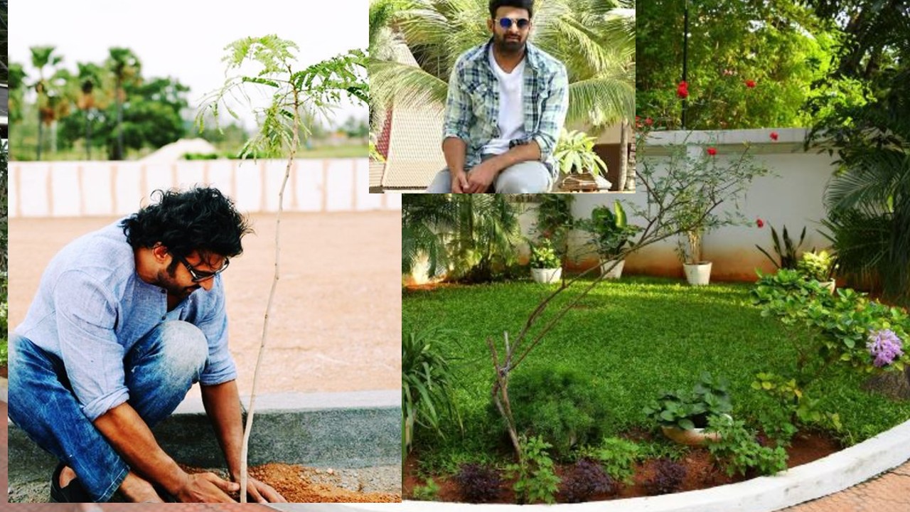 చెట్టు కోసం కోటి రూపాయలు, అంబానీ తో పోటీ పడ్డ ప్రభాస్, అంత ప్రత్యేకత ఏంటి? నిజమెంత? చెట్టు కోసం కోటి రూపాయలు, అంబానీ తో పోటీ పడ్డ ప్రభాస్, అంత ప్రత్యేకత ఏంటి? నిజమెంత?