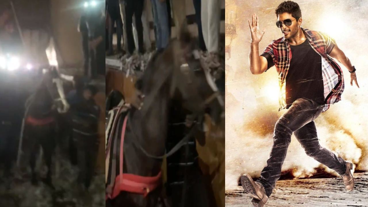 రేసు గుర్రం రీ రిలీజ్ రచ్చ: థియేటర్లలోకి నిజమైన గుర్రాలు! బన్నీ ఫ్యాన్స్ మామూలోళ్లు కాదుగా!! రేసు గుర్రం రీ రిలీజ్ రచ్చ: థియేటర్లలోకి నిజమైన గుర్రాలు! బన్నీ ఫ్యాన్స్ మామూలోళ్లు కాదుగా!!