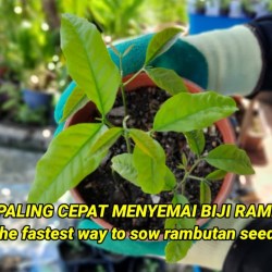 Cara Memasak Biji Rambutan Petualangan Kuliner dari Limbah Buah Cara Memasak Biji Rambutan Petualangan Kuliner dari Limbah Buah