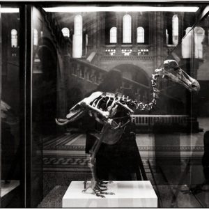 The Last Dodo Head: A Powerful Symbol of Extinction at the Natural History Museum The Last Dodo Head: A Powerful Symbol of Extinction at the Natural History Museum