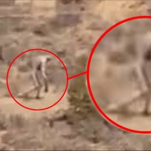 BREAKING: New Evidence Reveals Area 51 May Be Storing Aliens and Incoming UFOs BREAKING: New Evidence Reveals Area 51 May Be Storing Aliens and Incoming UFOs