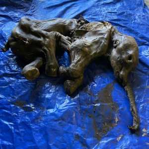 ‘She’s perfect and she’s beautiful’: Frozen baby woolly mammoth discovered in Yukon gold fields ‘She’s perfect and she’s beautiful’: Frozen baby woolly mammoth discovered in Yukon gold fields