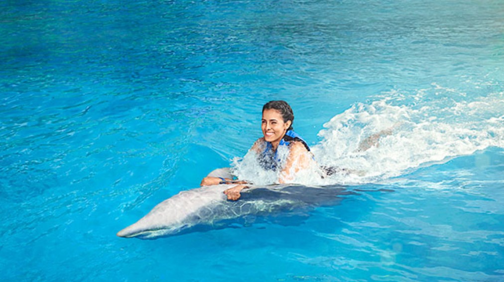 Dolphin Discovery Cozumel: An Unforgettable Experience in Quintana Roo Dolphin Discovery Cozumel: An Unforgettable Experience in Quintana Roo