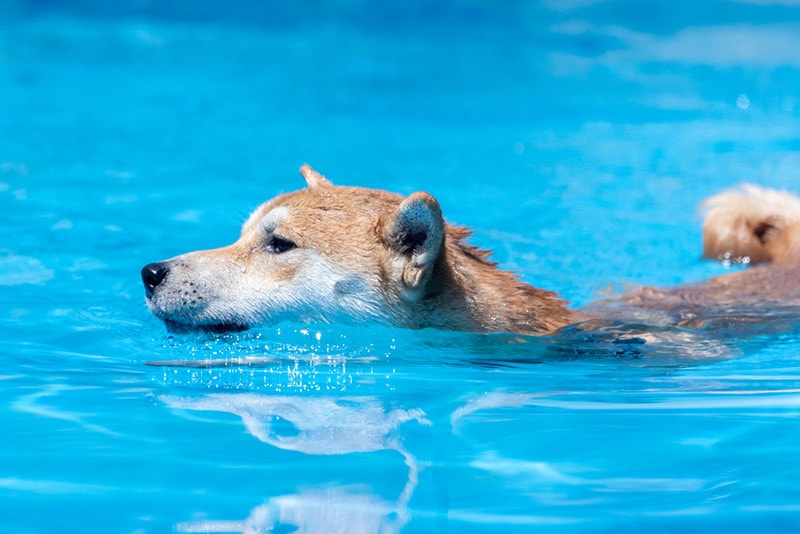 Final Dip? Dogecoin Correction Could Precede A Record Surge—Analyst Final Dip? Dogecoin Correction Could Precede A Record Surge—Analyst