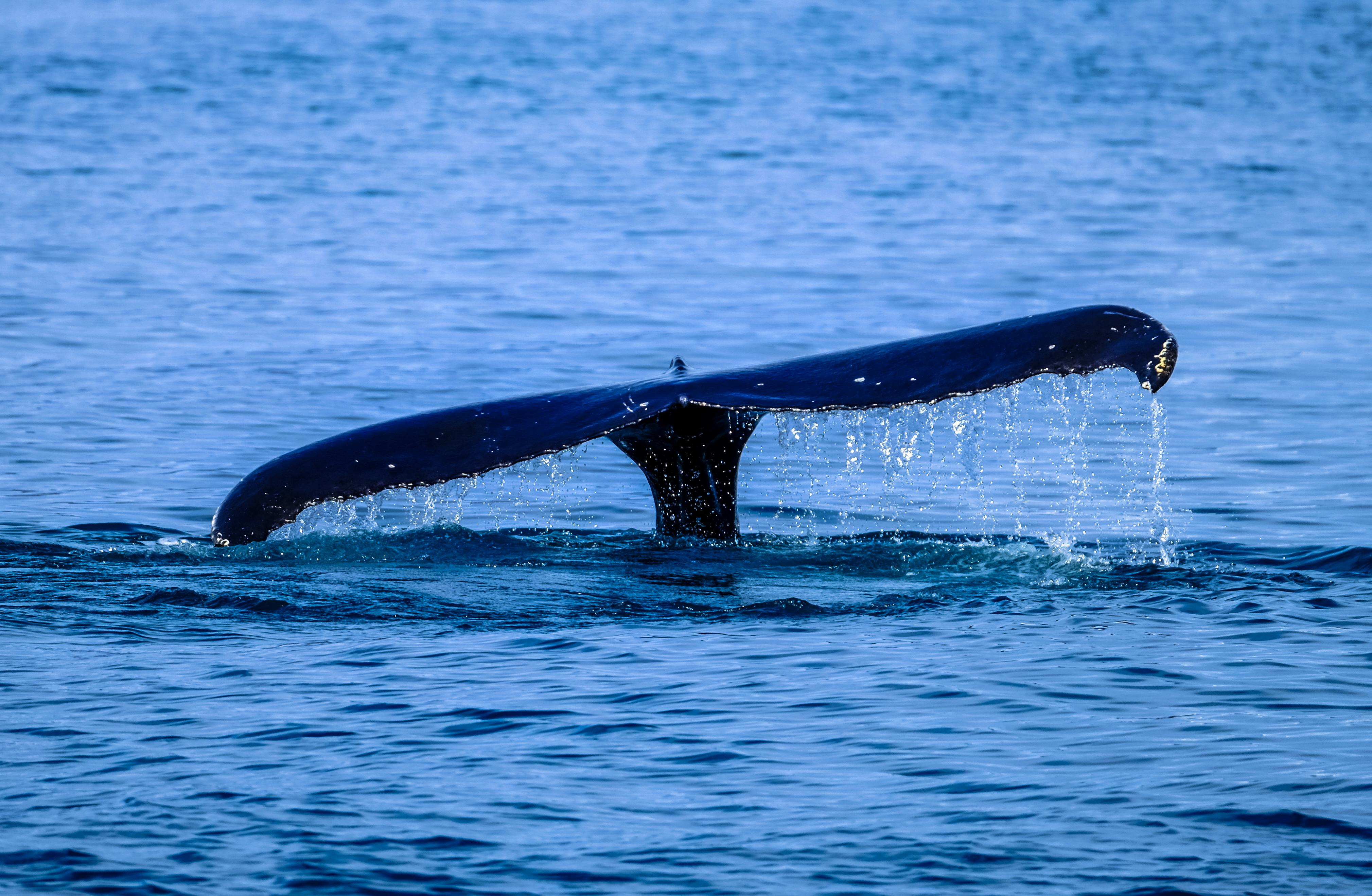 Ethereum Whales Pounce on the Dip, Snag 6 Million in ETH Ethereum Whales Pounce on the Dip, Snag 6 Million in ETH