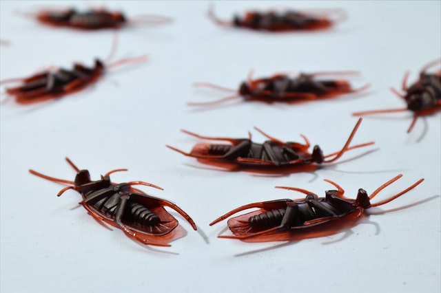 Pest Control Companies Pest Control Companies