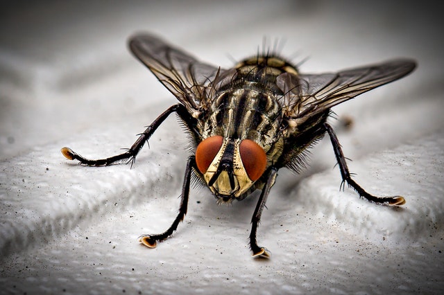 Keep your surroundings free from various pests Keep your surroundings free from various pests