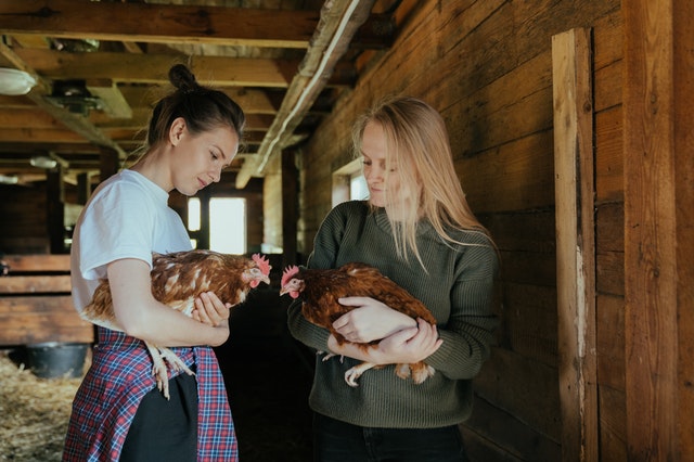 Hen Hen
