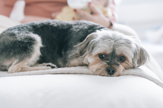 Dog Breeds Dog Breeds