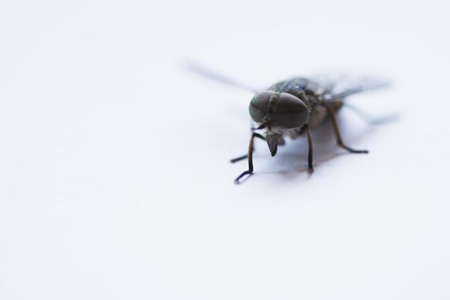 Pest Removal Services Pest Removal Services