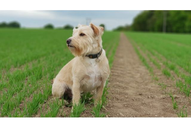 Simple Ways The Pros Use To Promote Pet Food Delivery Simple Ways The Pros Use To Promote Pet Food Delivery