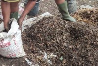 Pupuk Gratis, Kebun Subur! Panduan Lengkap Membuat Pupuk Kompos dari Daun Kering di Rumah Pupuk Gratis, Kebun Subur! Panduan Lengkap Membuat Pupuk Kompos dari Daun Kering di Rumah
